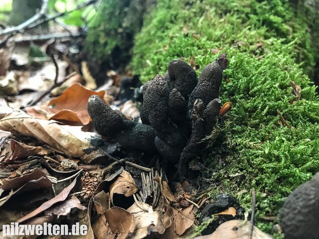 Vielgestaltige Holzkeule, Xylaria polymorpha