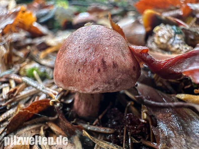 Weinroter Purpur-Schneckling, Hygrophorus capreolarius