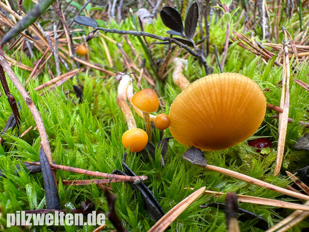 Gesäumter Häubling, Moorhäubling, Galerina paludosa
