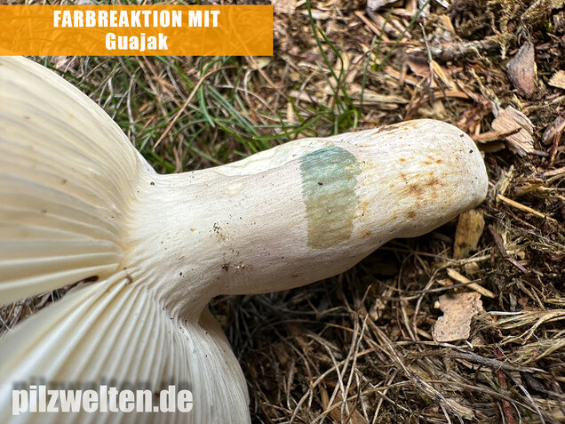 Weißstieliger Ockertäubling, Russula citrina / Russula violeipes var. citrina
