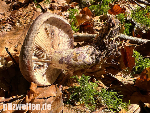 Klebriger Violettmilchling, Ungezonter Violettmilchling, Lactarius uvidus