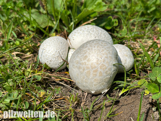 Bleigrauer Zwergbovist, Bleibovist, Bovista plumbea