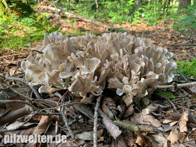 Breitblättrige Glucke, Sparassis brevipes