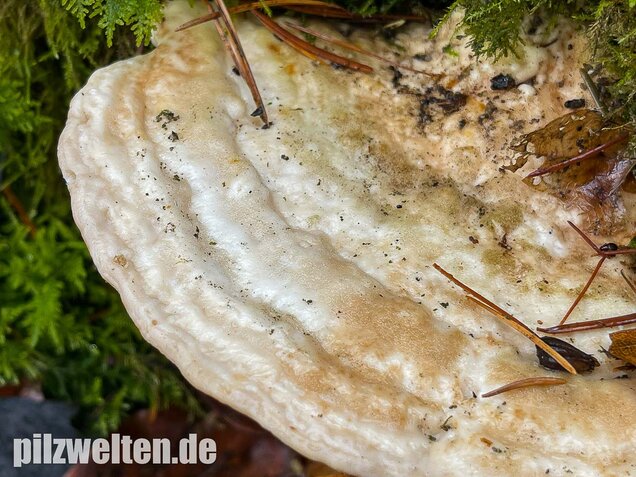Buckeltramete, Trametes gibbosa