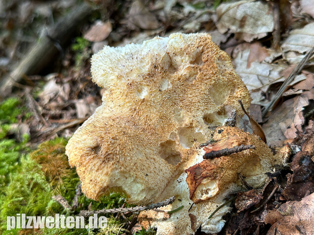 Dorniger Stachelbart, Hericium cirrhatum