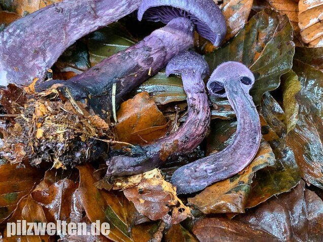 Dunkelvioletter Schleierling, Cortinarius violaceus