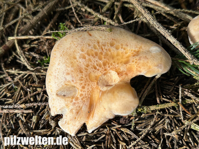 Wasserfleckiger Trichterling, Paralepista gilva