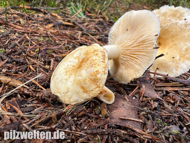 Flaumiger Moormilchling, Lactarius scoticus