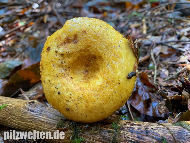 Grubiger Milchling, Lactarius scrobiculatus
