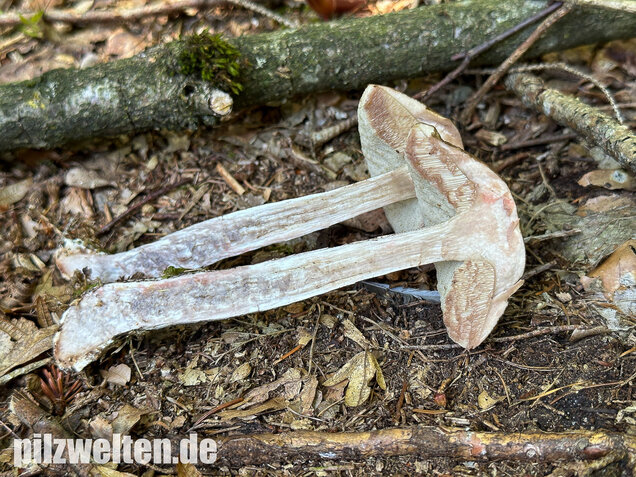 Hainbuchenraufuß, Leccinellum pseudoscabrum