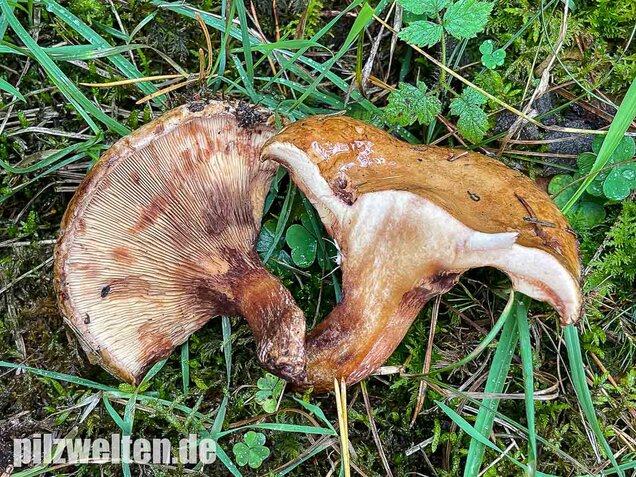 Kahler Krempling, Paxillus involutus