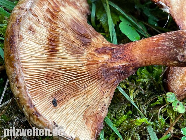 Kahler Krempling, Paxillus involutus