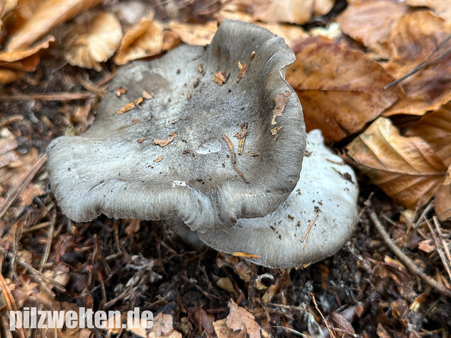 Märzschneckling, Märzellerling, Hygrophorus marzuolus