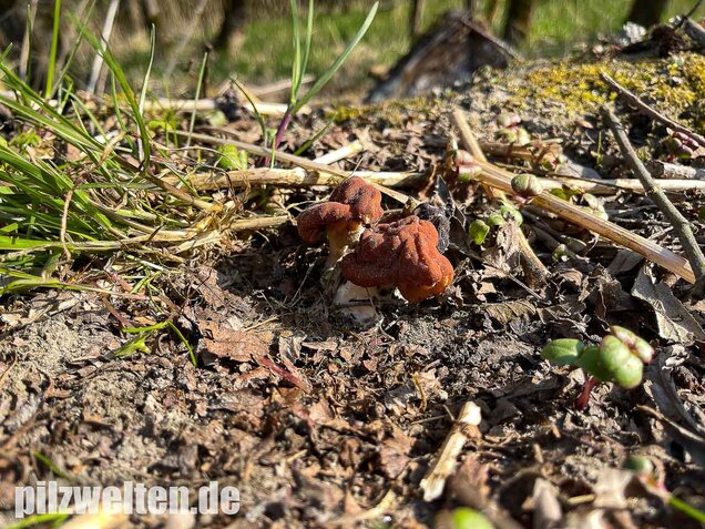 Riesenlorchel, Gyromitra gigas