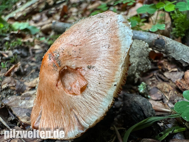 Rötender Risspilz, Schamroter Risspilz, Inocybe godeyi