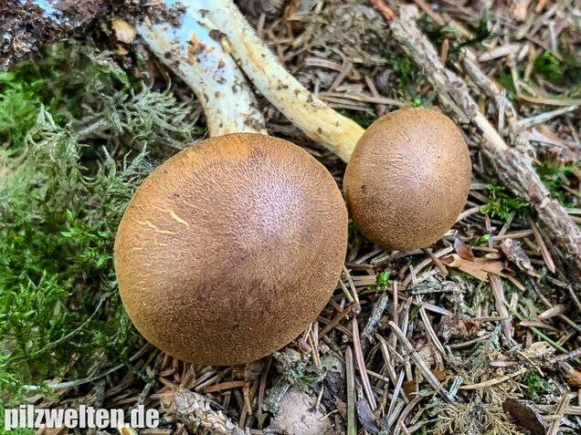 Samtschuppiger Tannenflämmling, Gymnopilus sapineus