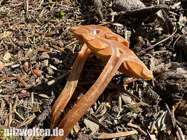 Schuppiger Dickfuß, Cortinarius pholideus