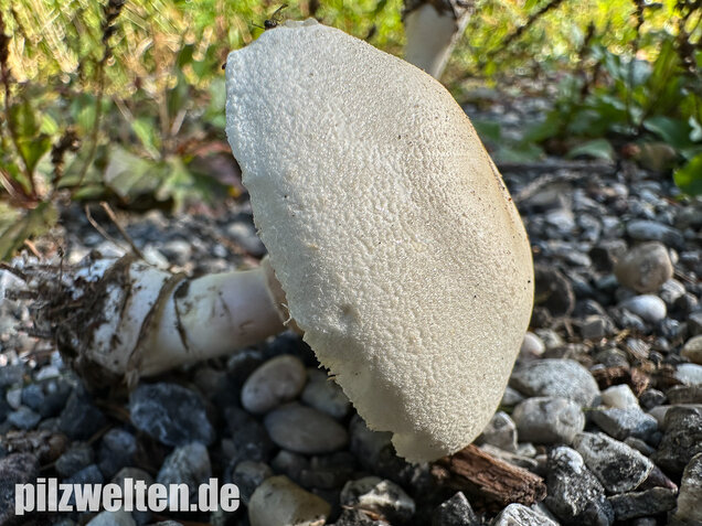 Seidiger Egerlingsschirmling, Leucoagaricus holosericeus