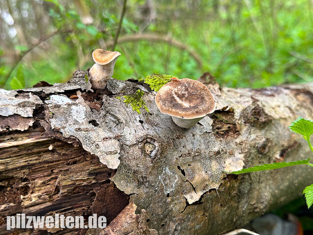 Sklerotienporling, Polyporus tuberaster