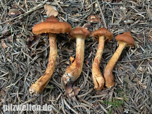 Spitzgebuckelter Raukopf, Cortinarius rubellus