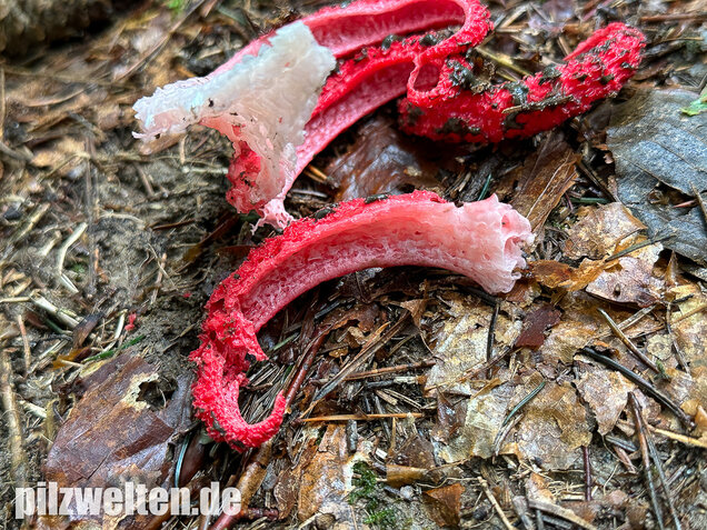 Tintenfischpilz, Clathrus archeri