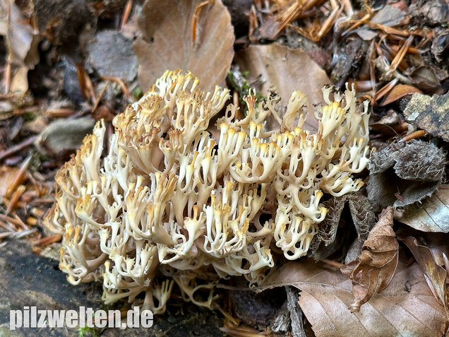 Verzweigte Becherkoralle, Artomyces pyxidatus
