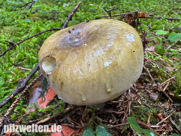 Violettstieliger Pfirsichtäubling, Russula violeipes