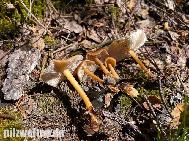 Waldfreundrübling, Gemeiner Rübling, Gymnopus dryophilus