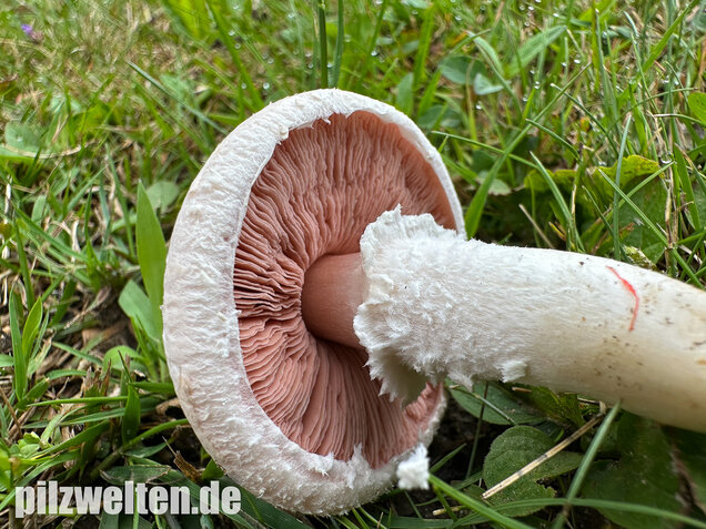 Wiesenchampignon, Wiesenegerling, Erdgürtel, Agaricus campestris