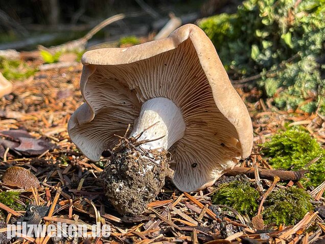 Würziger Tellerling, Clitopilus geminus