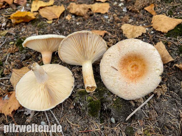 Blasser Birkenmilchling, Lactarius pubescens