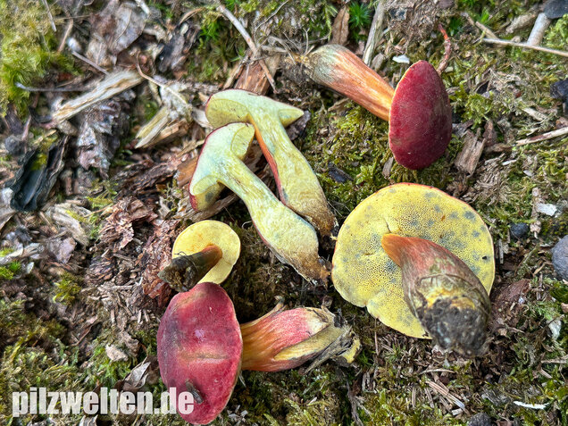 Blutroter Filzröhrling, Blutroter Gartenfilzröhrling, Hortiboletus rubellus