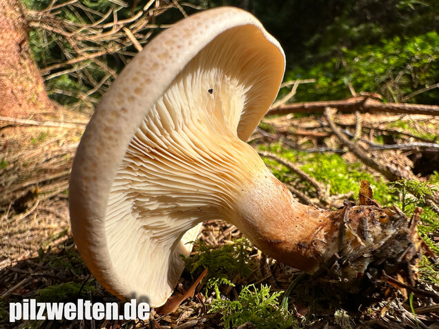 Wasserfleckiger Trichterling, Paralepista gilva