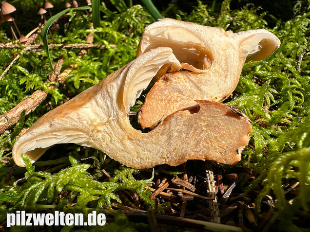 Wasserfleckiger Trichterling, Paralepista gilva