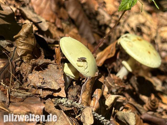Gelber Knollenblätterpilz, Amanita citrina