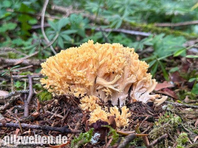 Gelbwerdende Koralle, Rosagelbliche Koralle, Ramaria flavescens