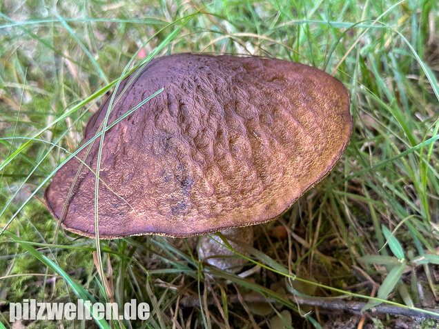 Hainbuchenraufuß, Leccinellum pseudoscabrum