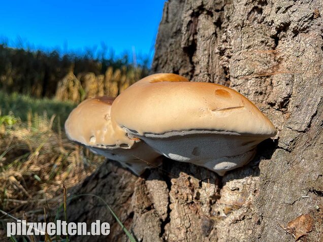 Harziger Lackporling, Ganoderma resinaceum