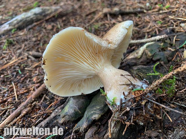 Keulenfüßiger Trichterling, Ampulloclitocybe clavipes
