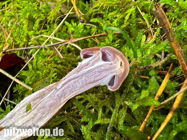 Kupferschuppiger Dickfuß, Cortinarius spilomeus