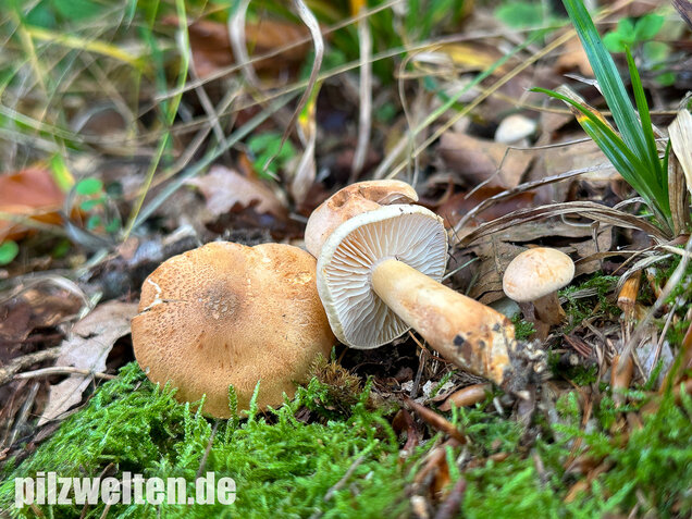 Lärchenritterling, Schwammiger Ritterling, Tricholoma psammopus