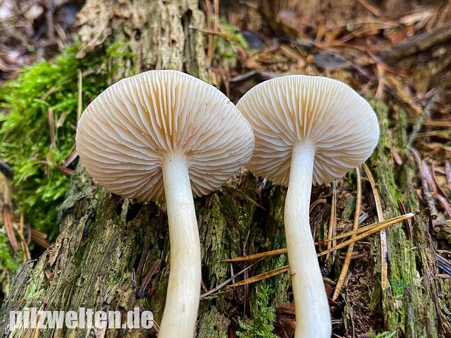 Lästiger Ritterling, Tricholoma inamoenum