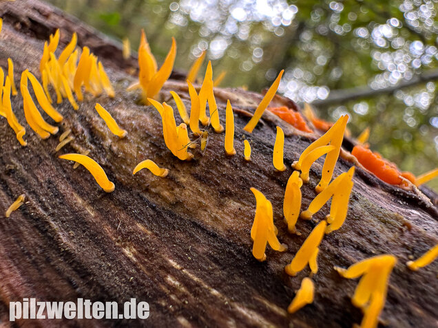 Laubholzhörnling, Calocera cornea