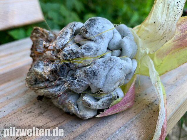 Maisbeulenbrand, Ustilago maydis
