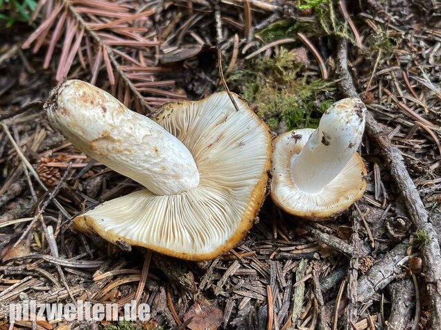 Mandeltäubling, Russula grata