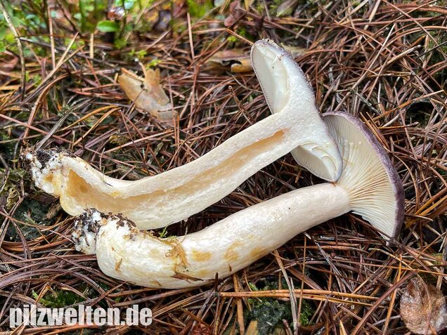 Nordischer Milchling, Lactarius trivialis