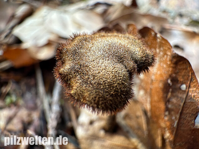 Ohrlöffelstacheling, Auriscalpium vulgare