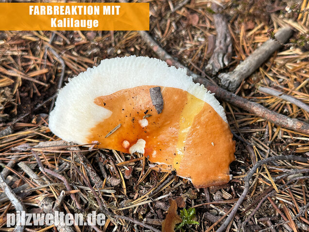 Orangeroter Graustieltäubling, Orangeroter Moor-Täubling, Russula decolorans