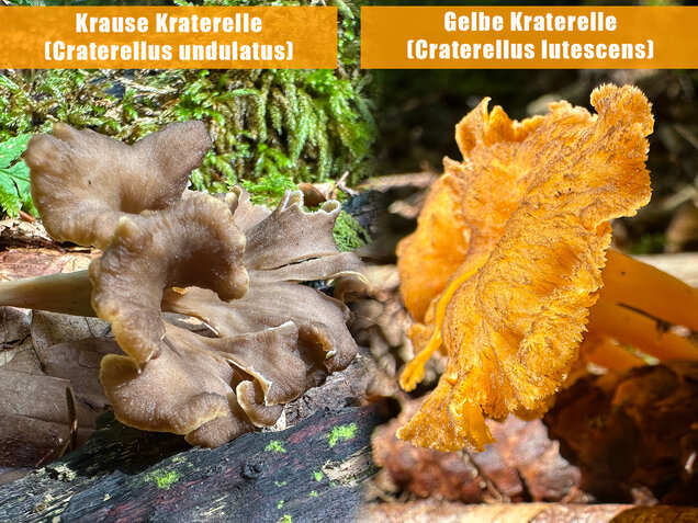 Krause Kraterelle, Krauser Leistling, Craterellus undulatus