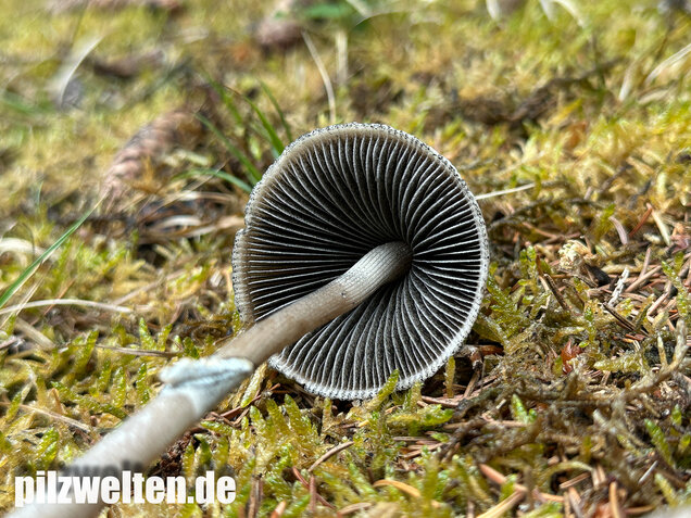 Ringdüngerling, Beringter Düngerling, Panaeolus semiovatus